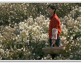 0剧情《山菊》迅雷bt下载迅雷下载