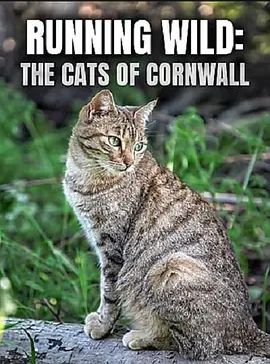 Running Wild: The Cats of Cornwall 2020