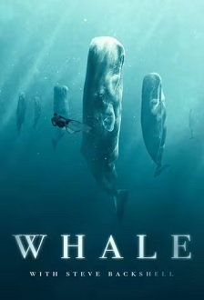 Whale with Steve Backshall Season 1