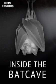 2020纪录《探秘蝙蝠洞穴》迅雷bt下载迅雷下载